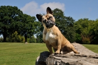 Picture of French Bulldog standing on log and looking curiously at camera