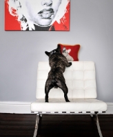 Picture of French Bulldog standing on seat, back view