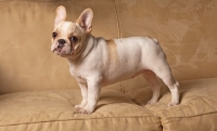 Picture of French Bulldog standing on sofa