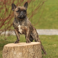 Picture of French Bulldog standing on tree stump