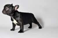Picture of French Bulldog standing on white background