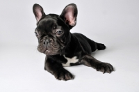 Picture of French Bulldog standing on white background