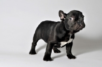 Picture of French Bulldog standing on white background