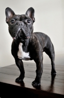 Picture of French Bulldog standing on wooden floor against cream backdrop