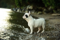 Picture of French Bulldog standing riverside