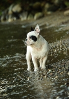 Picture of French Bulldog walking in river 