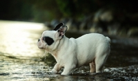 Picture of French Bulldog walking into water