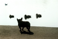 Picture of french bulldog watching ducks in a london park