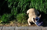 Picture of French Bulldog wearing a hat and looking down