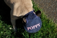 Picture of French Bulldog wearing a hat and looking down with head in grass