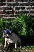 Picture of French Bulldog wearing a hat looking away