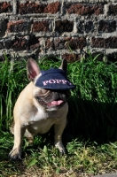 Picture of French Bulldog wearing a hat reading the name Poppy