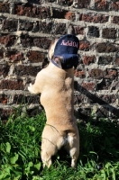 Picture of French Bulldog wearing a hat standing up against brick wall