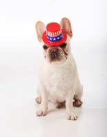 Picture of French Bulldog wearing a hat