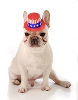 Picture of French Bulldog wearing hat