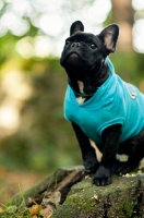 Picture of French Bulldog wearing jumper