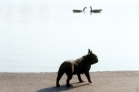 Picture of french bulldog with ducks in a london park