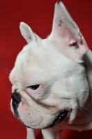 Picture of French Bulldog with ears up looking at camera