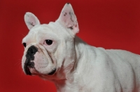 Picture of French Bulldog with ears up looking at camera