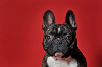 Picture of French Bulldog with ears up looking at camera