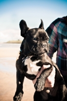 Picture of French Bulldog with owner
