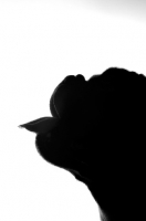 Picture of French Bulldog with tongue out as silhouette