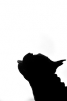 Picture of French Bulldog with tongue out as silhouette