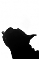 Picture of French Bulldog with tongue out as silhouette