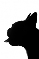 Picture of French Bulldog with tongue out as silhouette