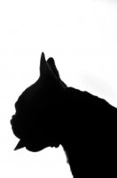 Picture of French Bulldog with tongue out as silhouette