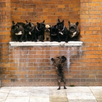 Picture of French bulldogs, are you sure there is no room for me?
