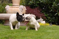 Picture of French Bulldogs looking at each other
