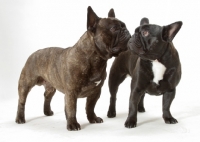 Picture of French Bulldogs, looking at each other right: Australian Champion Pennywise Fontine