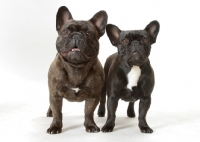 Picture of French Bulldogs, right: Australian Champion Pennywise Fontine