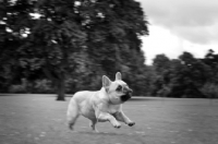 Picture of French Bulldog