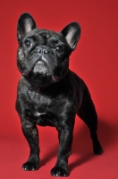 Picture of French Bulldog