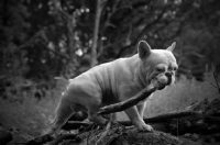 Picture of French Bulldog