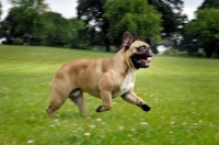 Picture of French Bulldog