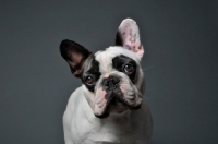 Picture of French Bulldog