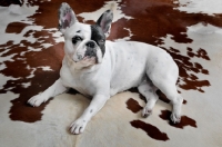 Picture of French Bulldog