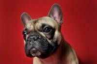 Picture of French Bulldog