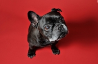 Picture of French Bulldog