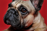 Picture of French Bulldog