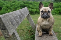 Picture of French Bulldog