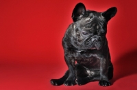 Picture of French Bulldog