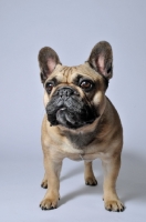 Picture of French Bulldog