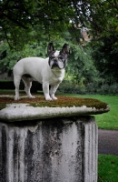 Picture of French Bulldog