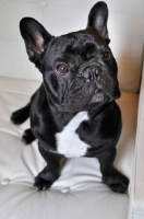 Picture of French Bulldog