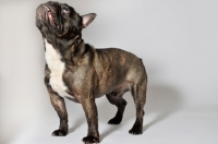 Picture of French Bulldog