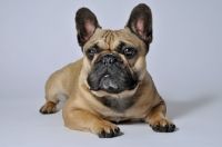 Picture of French Bulldog